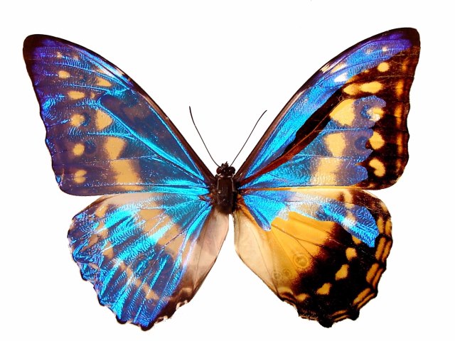 Morpho cypris mosaic gynandromorph (Internet Image property of respective owner, non-commercial use only)